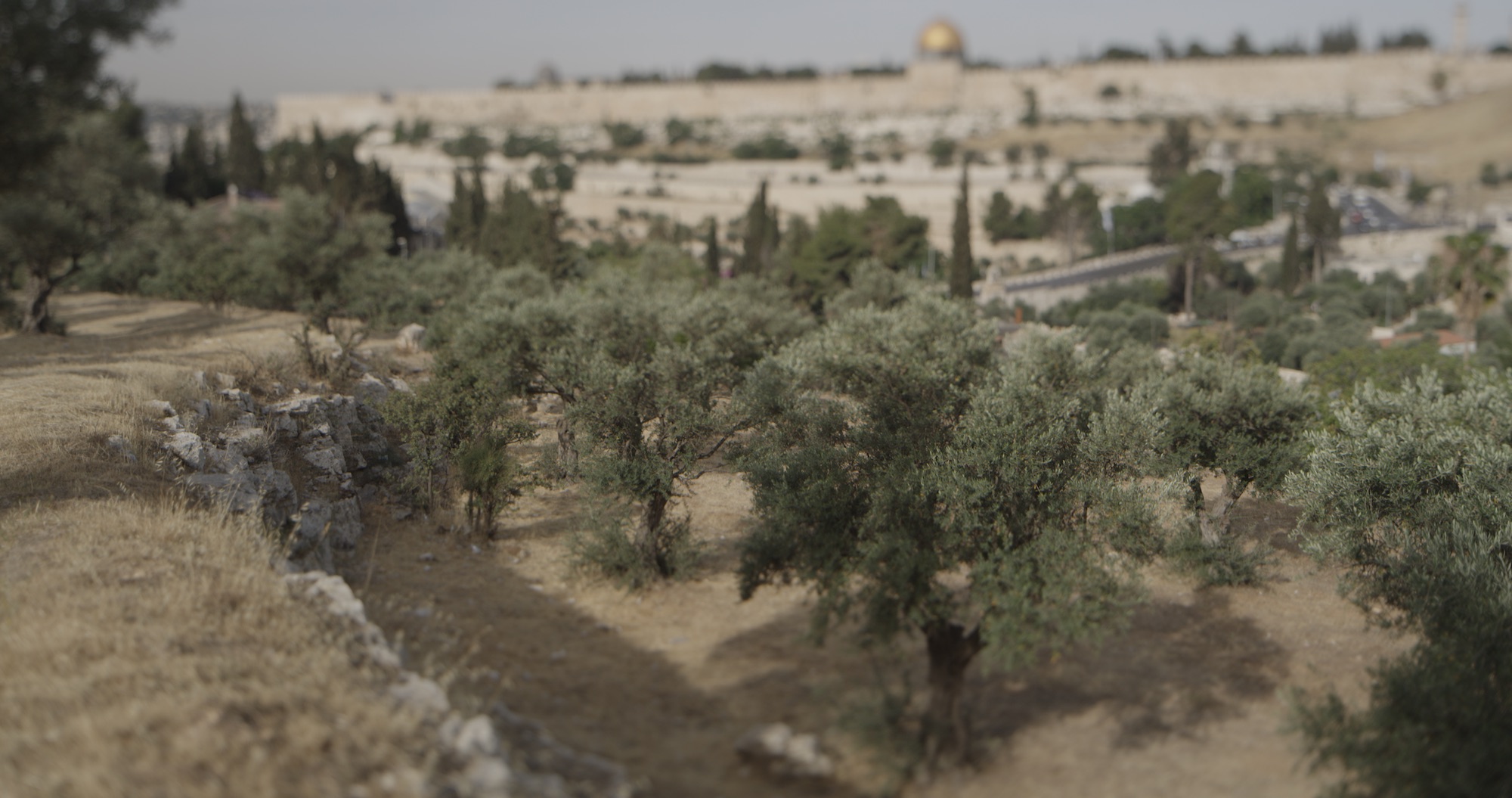 Garden Of Gethsemane The Gospels Drive Thru History